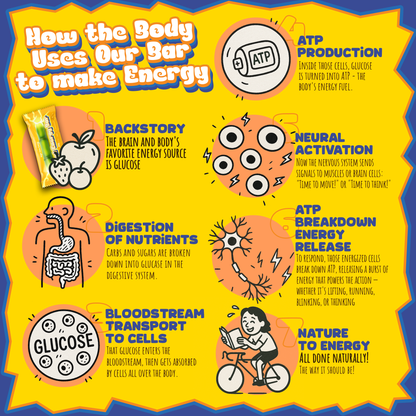 Educational infographic about how the body uses glucose to make energy on a yellow background.